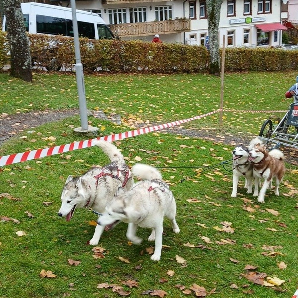 Der dritte  „Waldhaus Wehra Trail“ in Todtmoos Der dritte  „Waldhaus Wehra Trail“ in Todtmoos
